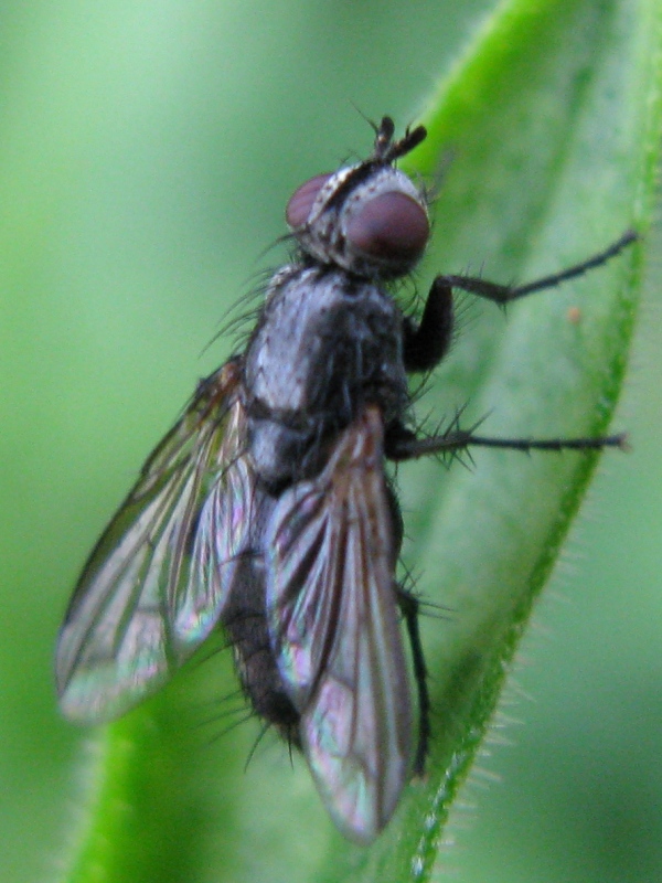 Tachinidae